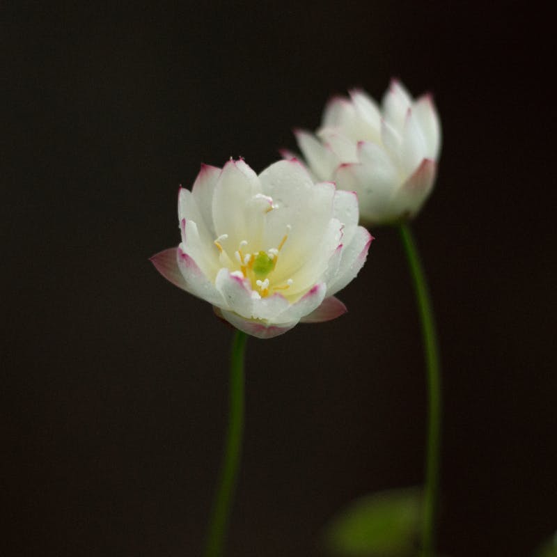 Inicio Pexels Photo 32468262 1